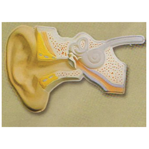 Auditory regulation model 